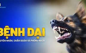 Bệnh Dại Ở Người Bị