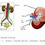 Nước Ối Tiết Ra Từ Đâu